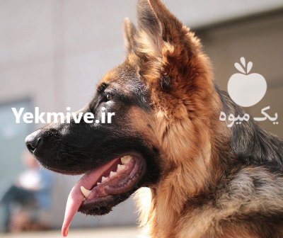 فروش ژرمن شپرد اصیل وارداتی در کرج در گروه حیوانات خانگی - خرید و فروش در یکمیوه -عکس1