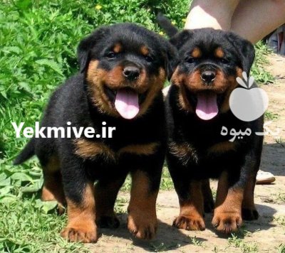 روتوایلر پوزه دلقکی در تهران در گروه حیوانات خانگی - خرید و فروش در یکمیوه -عکس1