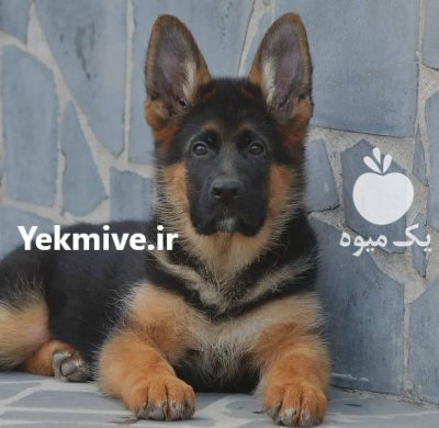 فروش توله ژرمن شپرد موکلاسیک در نظرآباد در گروه سگ و گربه _ نگهبان هاسکی ژرمن دوبرمن سرابی در یکمیوه -عکس1