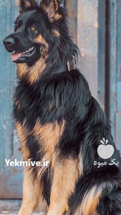 توله ژرمن شپرد _ ژرمن شپرد بلک فیس در کرج در گروه حیوانات خانگی - خرید و فروش در یکمیوه -عکس1