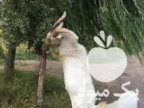 فروش نر بز سانن در ملکان در گروه گاو و گوسفند و میش و بز کهره گوساله سمینتال در یکمیوه -عکس1