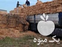 فروش کاه و کلش گندم و کلزا در یزد در گروه خوراک دام و طیور - پرواری شیری علوفه یونجه در یکمیوه -عکس1