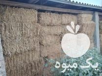 فروش کاه کلزا در یزد در گروه خوراک دام و طیور - پرواری شیری علوفه یونجه در یکمیوه -عکس1