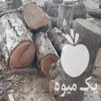 فروش اسلب چوب گردو در آستانه اشرفیه در گروه خرید فروش عمده چوب- زغال چوب گردو تبریزی خام در یکمیوه
