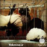 فروش تخم نطفه دار و جوجه مرغ های زینتی در زنجان در گروه انواع تخم ها - مرغ بوقلمون پرنده عمده کشاورزی در یکمیوه