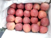 سیب قرمز سردخانه در ارومیه در گروه خرید فروش عمده سیب - زرد و قرمز گلاب پاییزه در یکمیوه