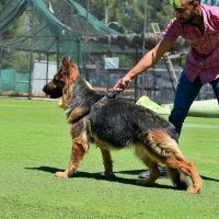 ژرمن کینگ در آسمان آباد در ایلام در گروه حیوانات خانگی در یکمیوه