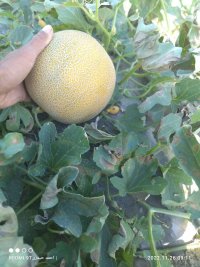 فروش ملون در میناب در گروه خرید فروش عمده ملون - صادراتی صیفی تازه فروش عمده در یکمیوه