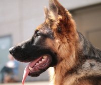 فروش ژرمن شپرد اصیل وارداتی در کرج در گروه حیوانات خانگی - خرید و فروش در یکمیوه