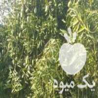 فروش انواع نهال انبه پیوندی در دهبارز در گروه خرید فروش نهال - انواع گردو پسته بادام سلطانی انگور در یکمیوه