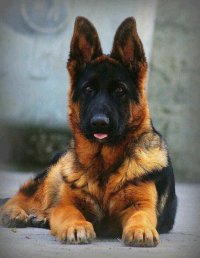 قیمت توله ژرمن فروش توله سگ ژرمن در کرج در گروه سگ و گربه _ نگهبان هاسکی ژرمن دوبرمن سرابی در یکمیوه