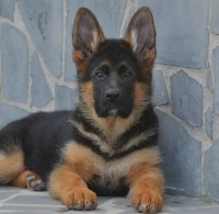 فروش توله ژرمن شپرد موکلاسیک در نظرآباد در گروه سگ و گربه _ نگهبان هاسکی ژرمن دوبرمن سرابی در یکمیوه