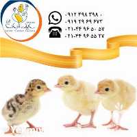 فروش جوجه بوقلمون گوشتی و تخم گذار در تهران در گروه مرغ و خروس و بوقلمون و اردک قو قاز در یکمیوه