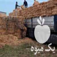 فروش کاه و کلش گندم و کلزا در یزد در گروه خوراک دام و طیور - پرواری شیری علوفه یونجه در یکمیوه