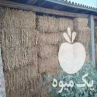 فروش کاه کلزا در یزد در گروه خوراک دام و طیور - پرواری شیری علوفه یونجه در یکمیوه