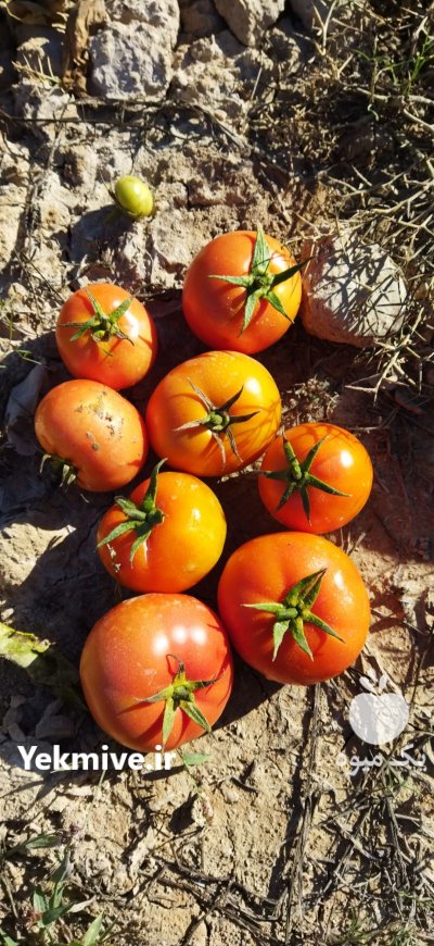 فروش 500 تن گوجه فرنگی صادراتی در دهرم در گروه خرید فروش عمده گوجه فرنگی - فرنگی سبز قرمز سیاه کبابی ربی در یکمیوه -عکس1