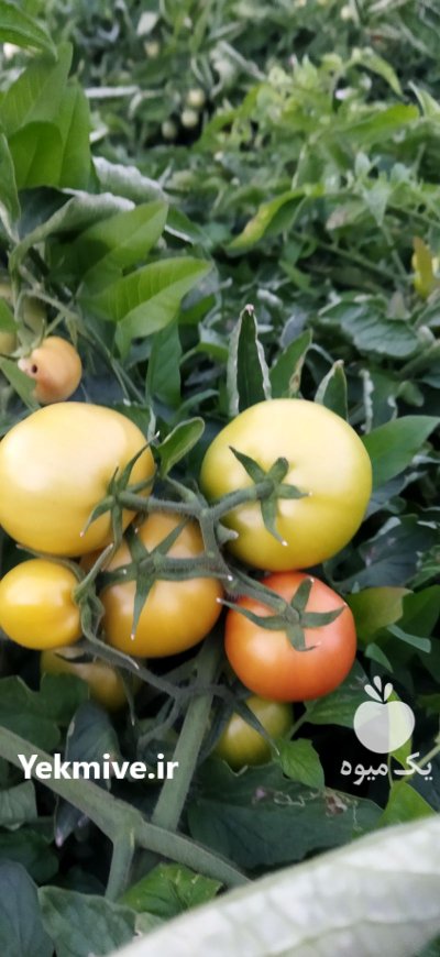 فروش 500 تن گوجه فرنگی صادراتی در دهرم در گروه خرید فروش عمده گوجه فرنگی - فرنگی سبز قرمز سیاه کبابی ربی در یکمیوه -عکس2