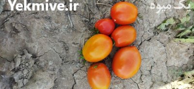 فروش 500 تن گوجه فرنگی صادراتی در دهرم در گروه خرید فروش عمده گوجه فرنگی - فرنگی سبز قرمز سیاه کبابی ربی در یکمیوه -عکس3