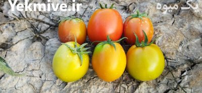 فروش 500 تن گوجه فرنگی صادراتی در دهرم در گروه خرید فروش عمده گوجه فرنگی - فرنگی سبز قرمز سیاه کبابی ربی در یکمیوه -عکس4