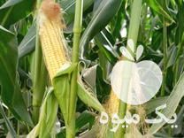 فروش علوفه ذرت چاپر کاه گندم پرس گندم در دزفول در گروه خوراک دام و طیور - پرواری شیری علوفه یونجه در یکمیوه -عکس1