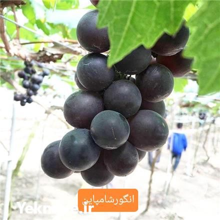 خرید نهال انگور شامپاین در اصفهان در گروه خرید فروش نهال - انواع گردو پسته بادام سلطانی انگور در یکمیوه -عکس1