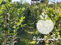 فروش نهال مرکبات در ساری در گروه خرید فروش نهال - انواع گردو پسته بادام سلطانی انگور در یکمیوه -عکس1