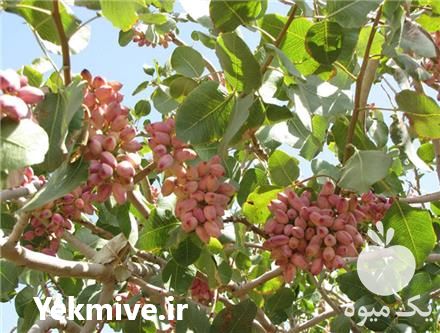 فروش و ارائه نهال پسته هیبریدی در اصفهان در گروه خرید فروش نهال - انواع گردو پسته بادام سلطانی انگور در یکمیوه -عکس1