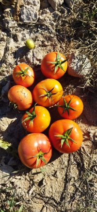 فروش 500 تن گوجه فرنگی صادراتی در دهرم در گروه خرید فروش عمده گوجه فرنگی - فرنگی سبز قرمز سیاه کبابی ربی در یکمیوه