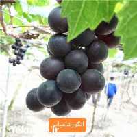 خرید نهال انگور شامپاین در اصفهان در گروه خرید فروش نهال - انواع گردو پسته بادام سلطانی انگور در یکمیوه