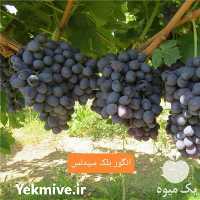 فروش نهال انگور بلک سیدلس در اصفهان در گروه خرید فروش نهال - انواع گردو پسته بادام سلطانی انگور در یکمیوه