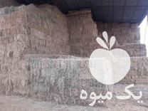 فروش کاه شالی و پرس گندم و کاه در محمودآباد در گروه خوراک دام و طیور - پرواری شیری علوفه یونجه در یکمیوه -عکس1