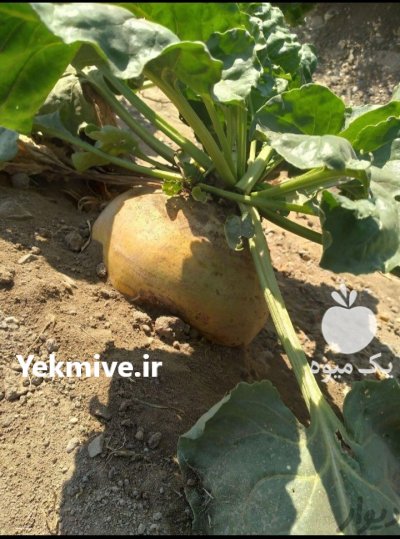 چغندر دامی مخصوص گاو گوسفند شتر در اصفهان در گروه خوراک دام و طیور - پرواری شیری علوفه یونجه در یکمیوه -عکس1