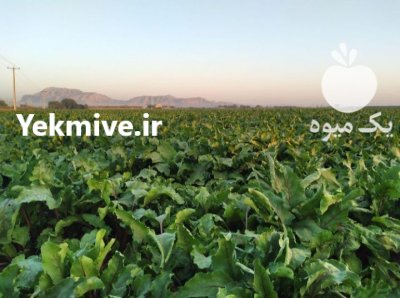 چغندر دامی مخصوص گاو گوسفند شتر در اصفهان در گروه خوراک دام و طیور - پرواری شیری علوفه یونجه در یکمیوه -عکس2