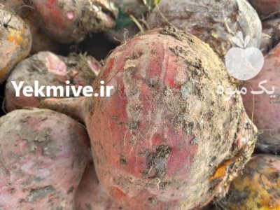 چغندر دامی مخصوص گاو گوسفند شتر در اصفهان در گروه خوراک دام و طیور - پرواری شیری علوفه یونجه در یکمیوه -عکس3