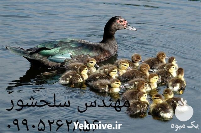 فروش جوجه اردک مسکویی در قم در گروه مرغ و خروس و بوقلمون و اردک قو قاز در یکمیوه -عکس1