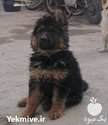 بهترین فرصت خرید ژرمن شپرد در تهران در گروه سگ و گربه _ نگهبان هاسکی ژرمن دوبرمن سرابی در یکمیوه -عکس1