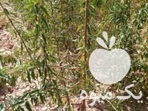 فروش نهال بادام دیرگل پیوندی در عجب شیر در گروه خرید فروش نهال - انواع گردو پسته بادام سلطانی انگور در یکمیوه -عکس1