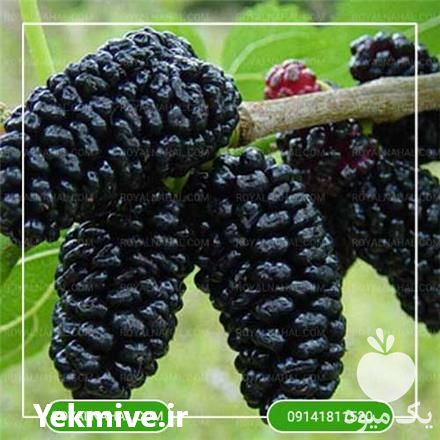 خرید نهال توت از نهالستان در تهران در گروه خرید فروش نهال - انواع گردو پسته بادام سلطانی انگور در یکمیوه -عکس1