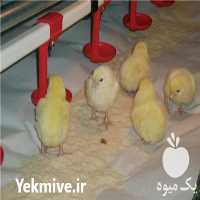 فروش بستر مرغداری در تهران در گروه تجهیزات دام و طیور - خرید فروش نو دسته دوم در یکمیوه