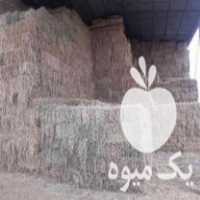 فروش کاه شالی و پرس گندم و کاه در محمودآباد در گروه خوراک دام و طیور - پرواری شیری علوفه یونجه در یکمیوه