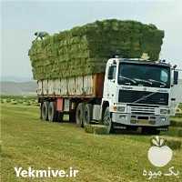 فروش یونجه مرغوب و کلش گندم در همدان در گروه خرید فروش عمده گندم و جو - بلغور شیرازی فروش عمده محصول کشاورزی در یکمیوه