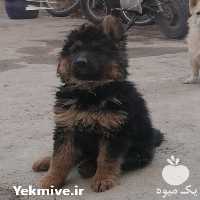 بهترین فرصت خرید ژرمن شپرد در تهران در گروه سگ و گربه _ نگهبان هاسکی ژرمن دوبرمن سرابی در یکمیوه