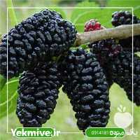 خرید نهال توت از نهالستان در تهران در گروه خرید فروش نهال - انواع گردو پسته بادام سلطانی انگور در یکمیوه