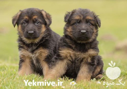 فروش فوق العاده ژرمن شپردموبلند در تهران در گروه سگ و گربه _ نگهبان هاسکی ژرمن دوبرمن سرابی در یکمیوه -عکس1