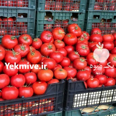 قیمت بذر گوجه آروا در اردبیل در گروه خرید فروش عمده گوجه فرنگی - فرنگی سبز قرمز سیاه کبابی ربی در یکمیوه -عکس1