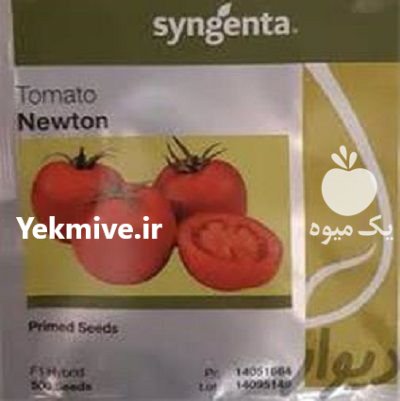 بذر گوجه گلخانه ای نیوتون در ایلام در گروه خرید فروش بذر - انواع محصول کشاورزی گوجه کتان میوه درخت در یکمیوه -عکس2