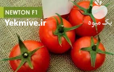 بذر گوجه گلخانه ای نیوتون در ایلام در گروه خرید فروش بذر - انواع محصول کشاورزی گوجه کتان میوه درخت در یکمیوه -عکس3