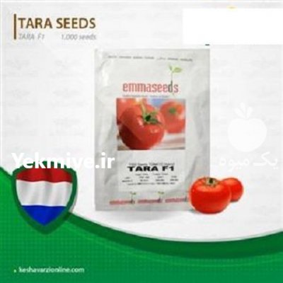 قیمت بذر گوجه فرنگی تارا در ارومیه در گروه خرید فروش بذر - انواع محصول کشاورزی گوجه کتان میوه درخت در یکمیوه -عکس1