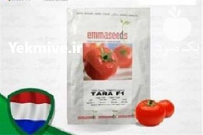 قیمت بذر گوجه فرنگی تارا در ارومیه در گروه خرید فروش بذر - انواع محصول کشاورزی گوجه کتان میوه درخت در یکمیوه -عکس2