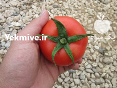 قیمت بذر گوجه فرنگی دافینس در تهران در گروه خرید فروش بذر - انواع محصول کشاورزی گوجه کتان میوه درخت در یکمیوه -عکس2